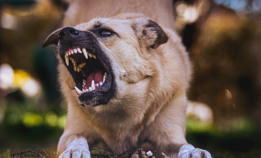Aggressive dog attack causing injury in Arizona representing dog bite personal injury lawyer case